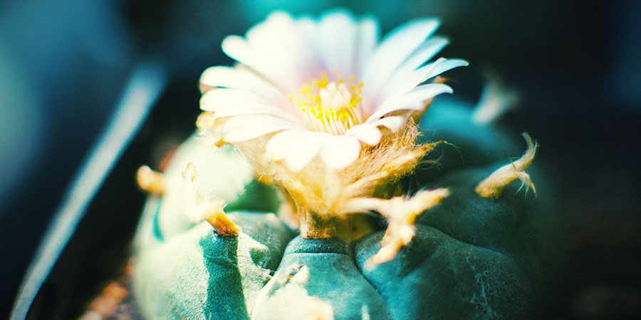 peyote Lophophora williamsii 