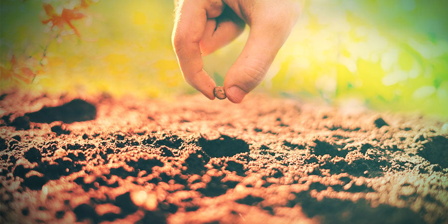 CÓMO CULTIVAR VOACANGA AFRICANA A PARTIR DE SEMILLAS