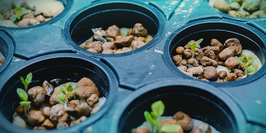 Cultivo De Cannabis - Técnicas Hidropónicas