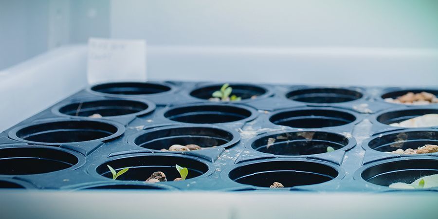 VENTAJAS DE LA HIDROPONÍA DWC