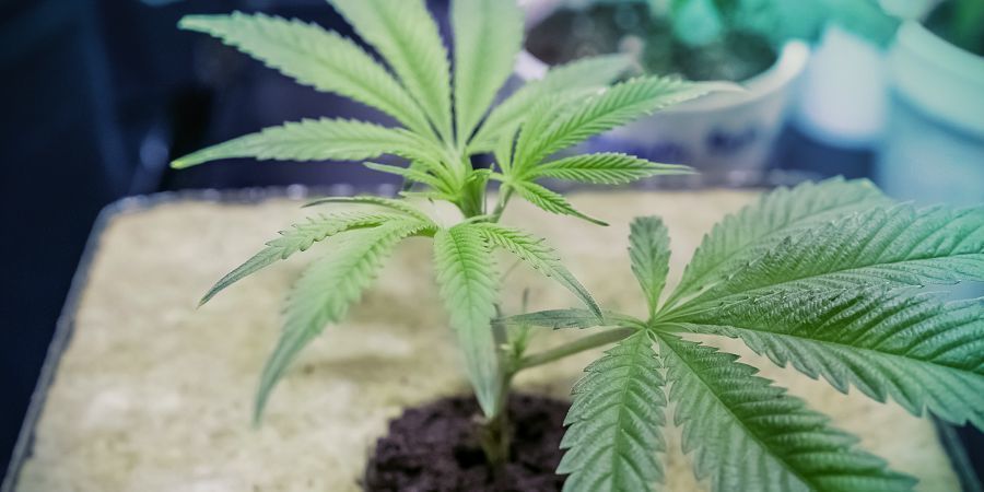 Crear Tu Propio Sistema DWC: Medio De Cultivo