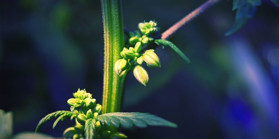 GUÍA BÁSICA PARA LA BÚSQUEDA DE LOS MEJORES FENOTIPOS DE CANNABIS