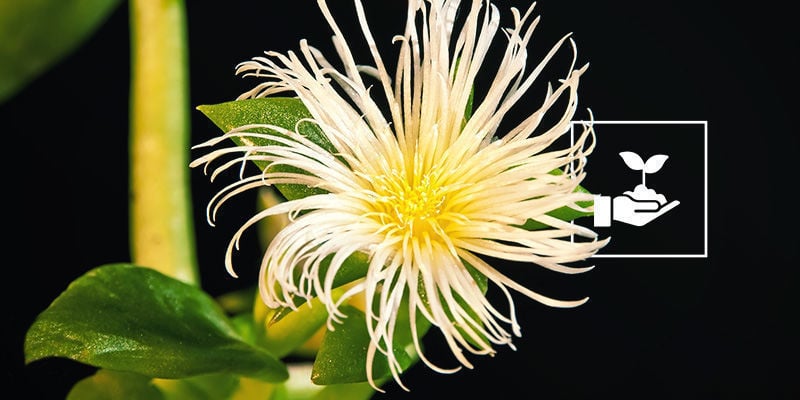 Kanna (Sceletium Tortuosum)