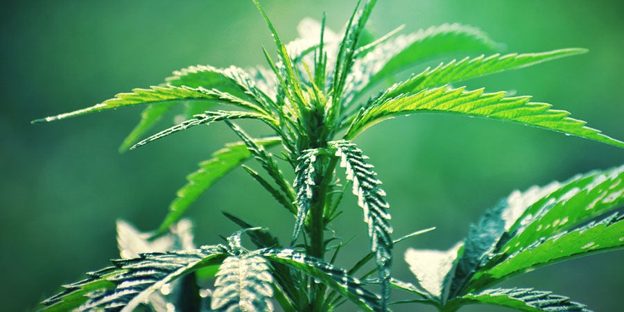 Plantas De Cannabis Autoflorecientes: Aspecto