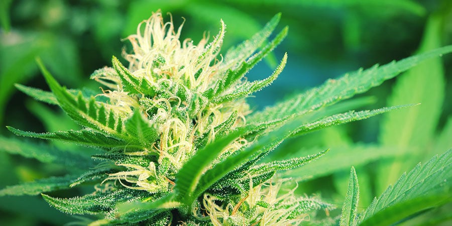Plantas De Cannabis Fotoperiódicas: Aspecto