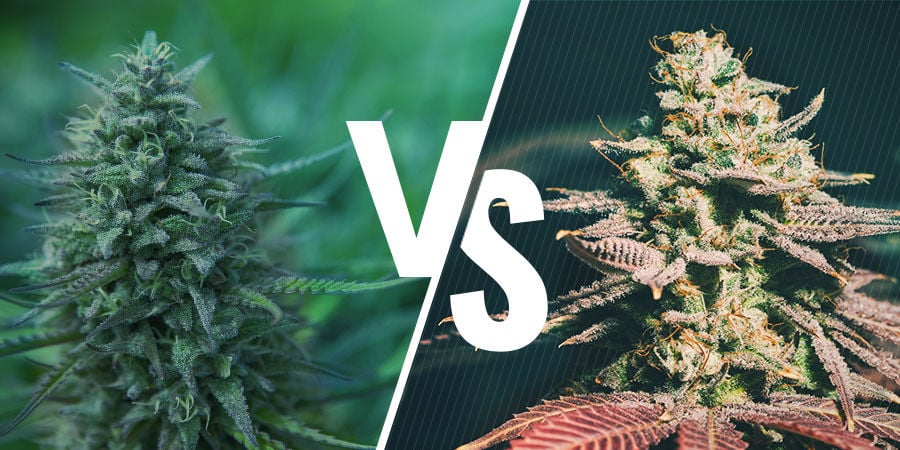 Semillas de marihuana: regulares vs feminizadas vs auto vs CBD