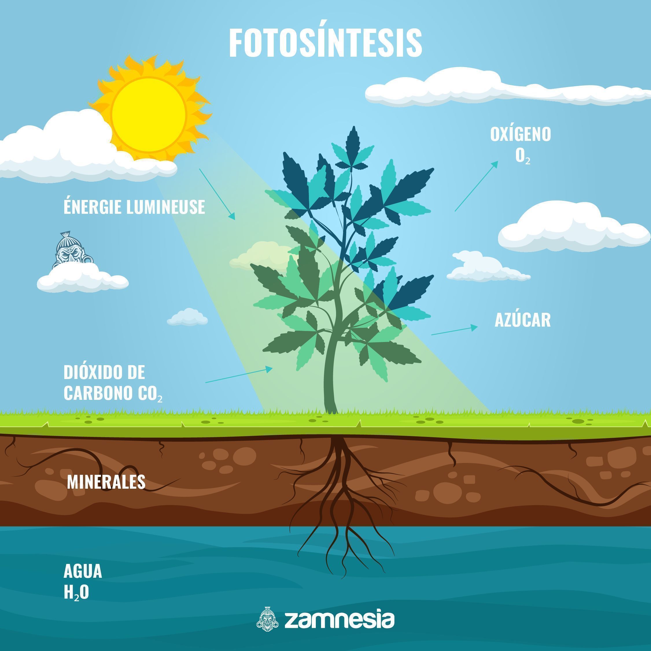 LA IMPORTANCIA DE LA FOTOSÍNTESIS PARA AZÚCAR EN CANNABIS