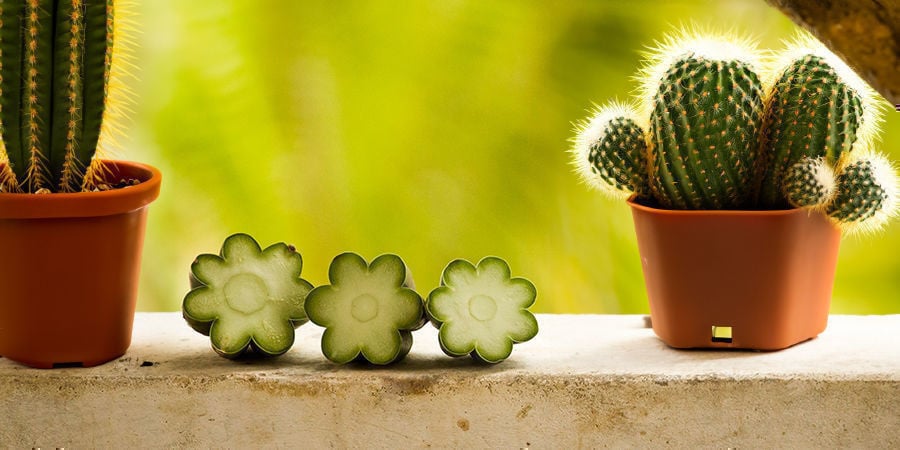 Cultivo De Cactus De Mescalina A Partir De Esquejes
