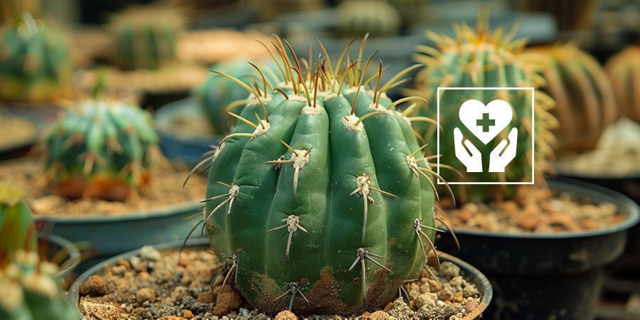 Cómo Cuidar De Un Cactus De Mescalina