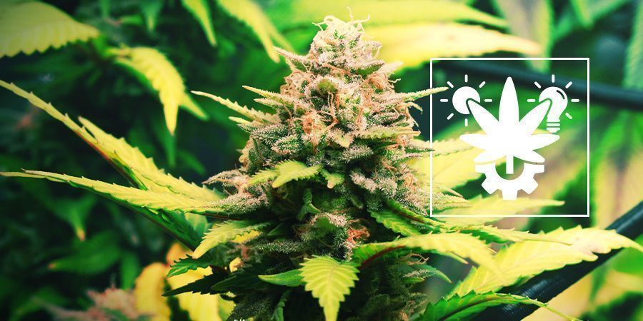 Cómo Cultivar Marihuana Autofloreciente: Guía Completa