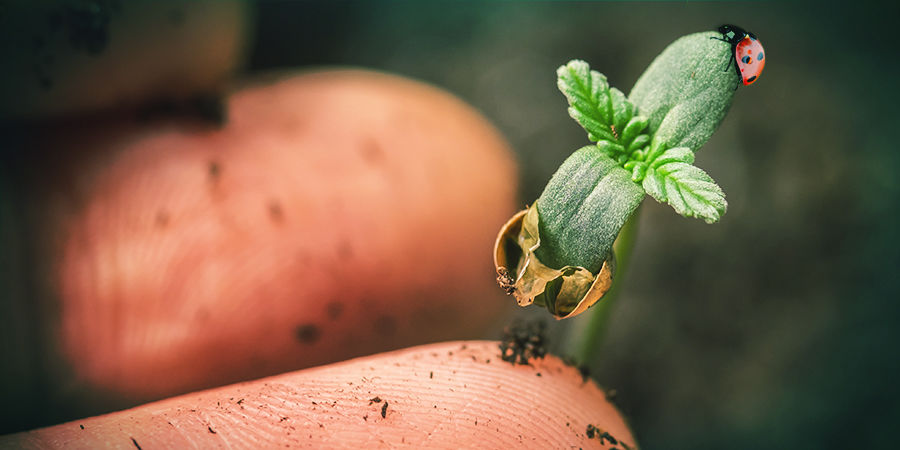 Buscador De Semillas De Marihuana: Experiencia En Cultivo