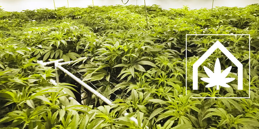 Cómo Crear Y Mantener El Cultivo De Cannabis Definitivo