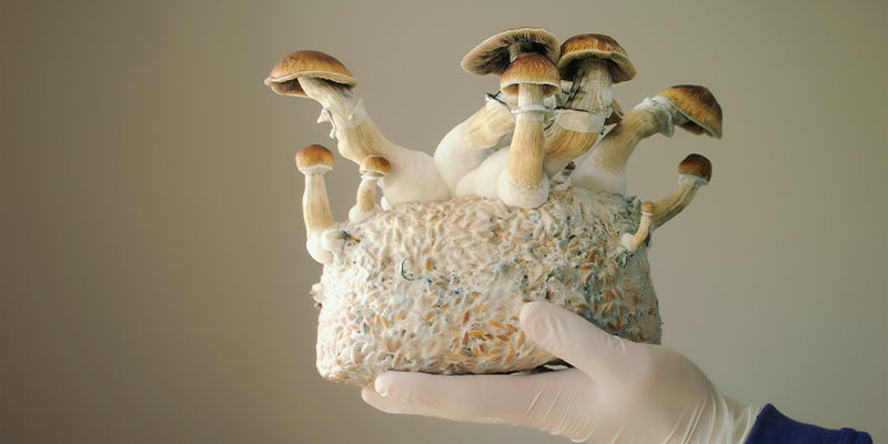 Cultivo De La Psilocybe Cubensis