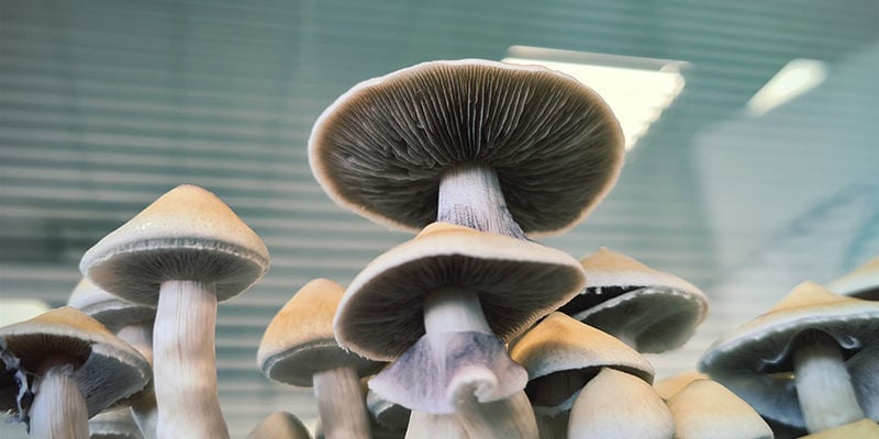 Psilocybe cubensis: Diferentes Variedades