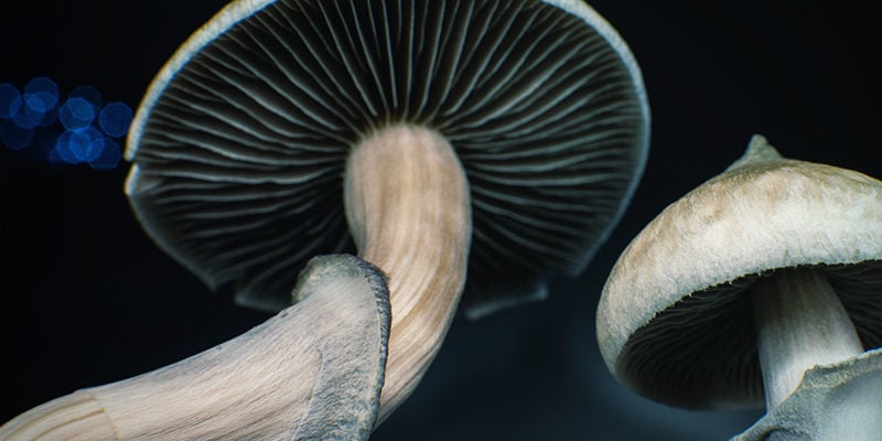 Psilocybe cubensis: Agallas