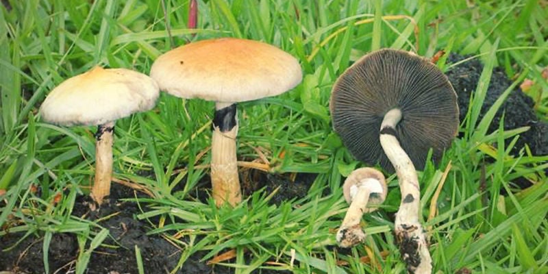 ¿Cómo Se Ha Hecho Tan Popular La Psilocybe Cubensis?