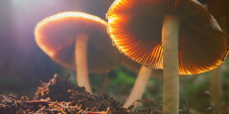 Psilocybe Cubensis: Un Regalo De La Naturaleza