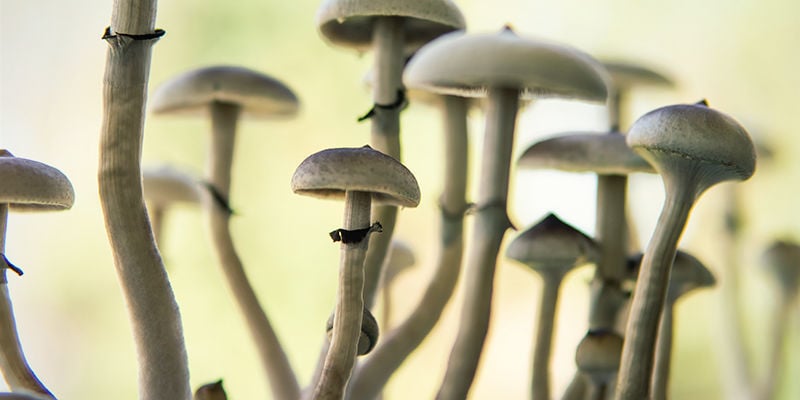 Psilocybe cubensis: Tallo