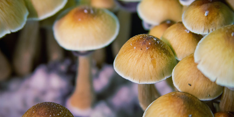 Psilocybe cubensis: Sombrerillo
