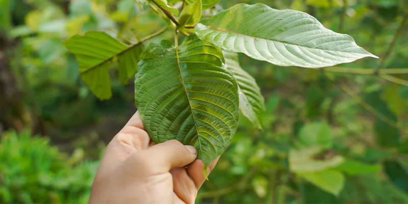 ¿Qué es el kratom?