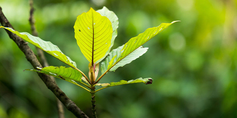 ¿Qué es el kratom?