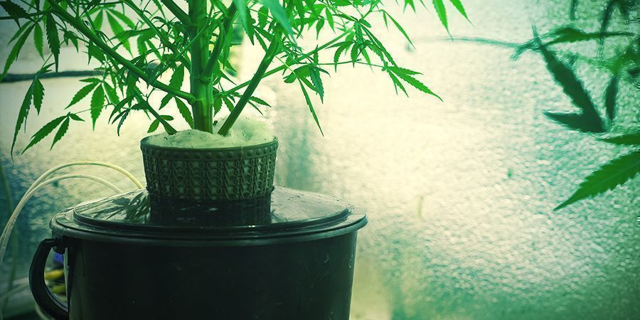 ¿Qué es el cultivo de cannabis hidropónico?