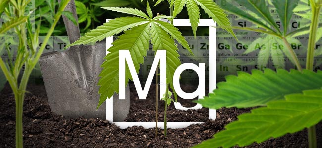 El Magnesio Y La Planta De Cannabis El Magnesio Y La Planta De Cannabis