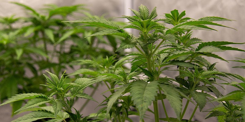 ¿Por qué la gente entrena las plantas de marihuana?
