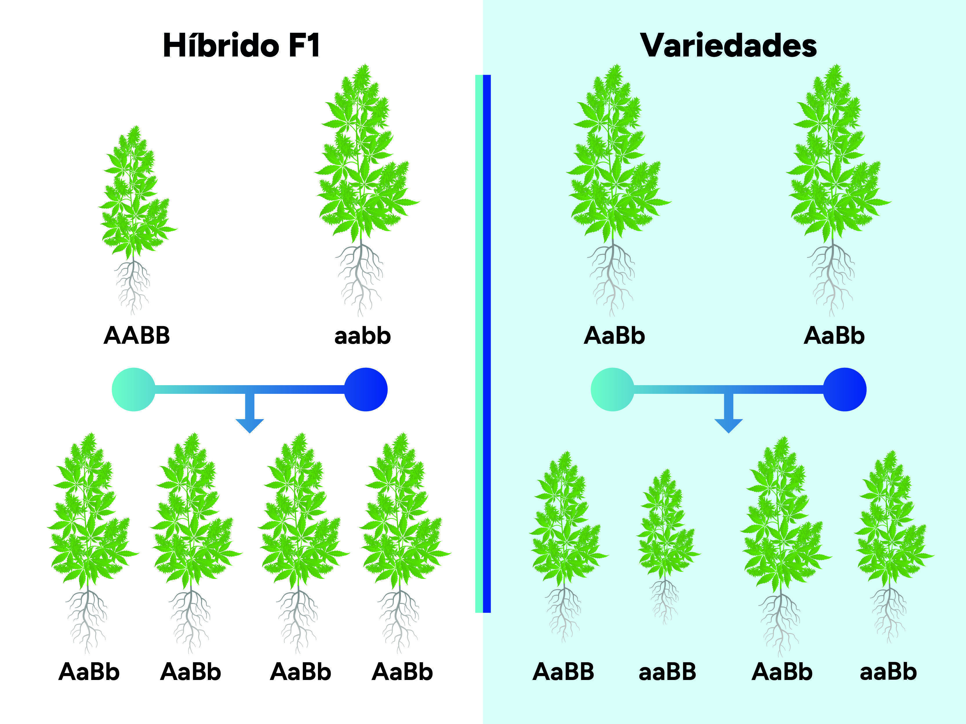 ¿Qué Son Los Híbridos F1 De Cannabis?