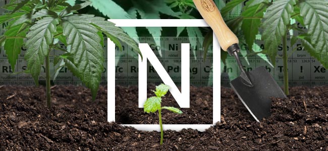 El Nitrógeno Y Las Plantas De Cannabis El Nitrógeno Y Las Plantas De Cannabis