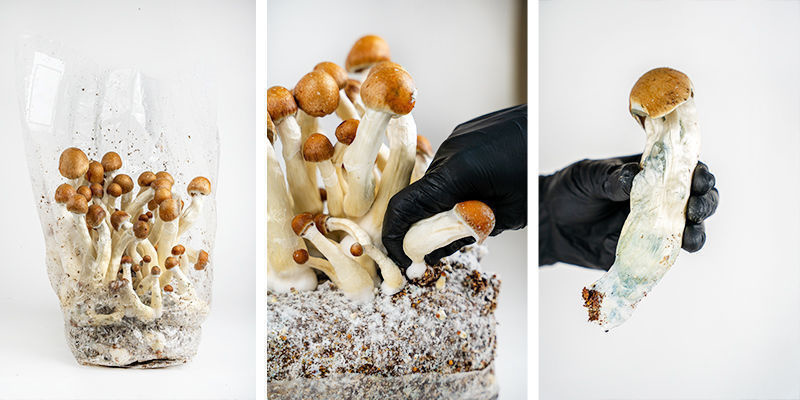 Cómo preparar la bolsa de cultivo Zamnesia Ready-2-Grow