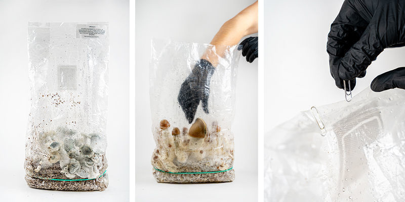 Cómo cosechar tu bolsa Zamnesia Ready-2-Grow