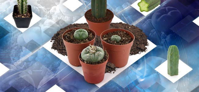 Cultivar Esquejes De Cactus De Mescalina Cultivar Esquejes De Cactus De Mescalina