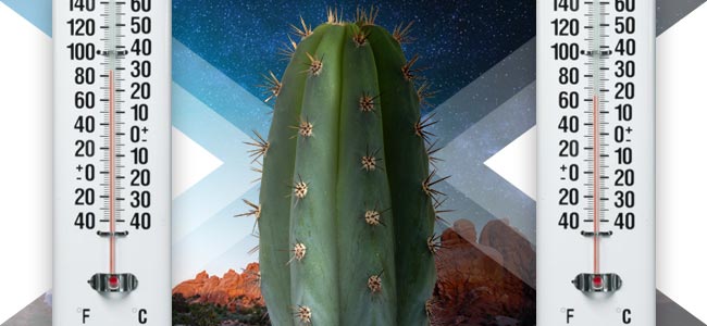 Los Cactus Prosperan En Temperaturas Altas Los Cactus Prosperan En Temperaturas Altas