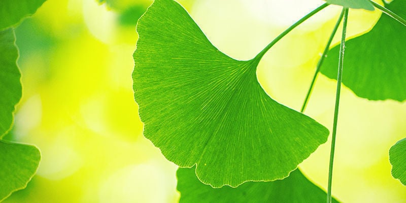 Cómo Aprovechar Al Máximo El Ginkgo Biloba