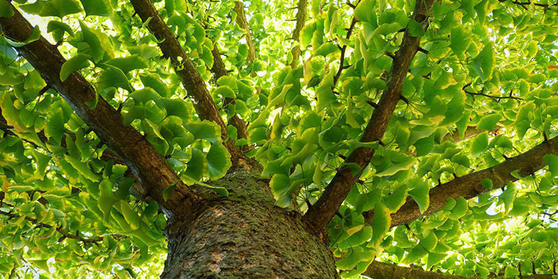 Por qué el Ginkgo biloba se denomina “fósil viviente”