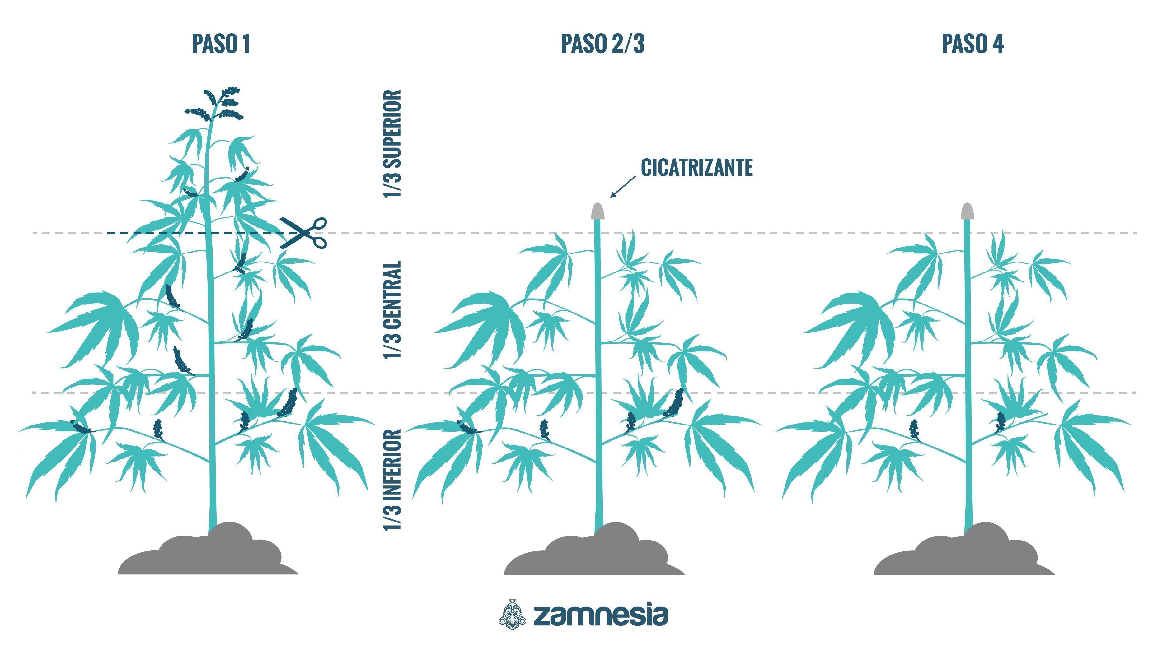 Cómo Regenerar Plantas De Marihuana