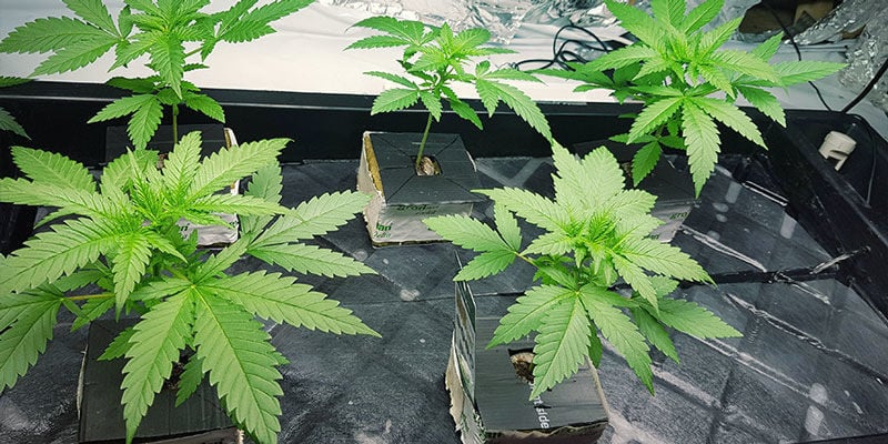 AMPLÍA TU OPERACIÓN DE CULTIVO CON UNO O DOS SISTEMAS NFT