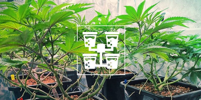 Configuraciones Hidro Avanzadas Para El Cultivador Casero