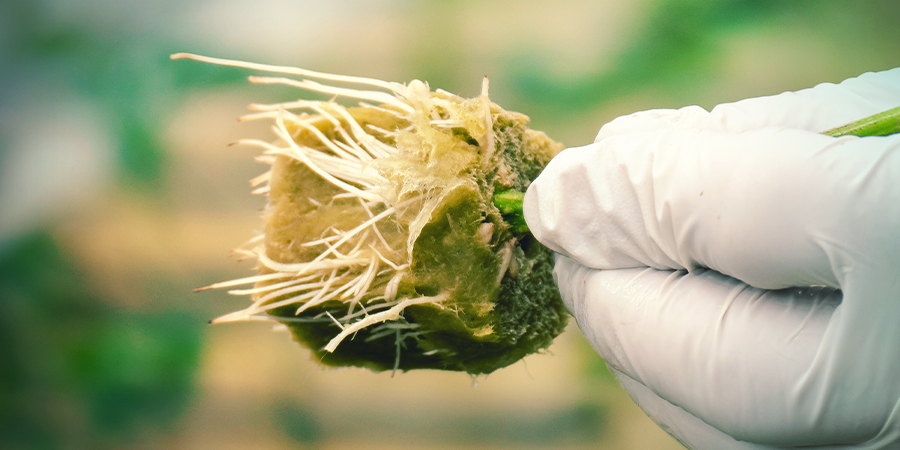 ¿Por Qué Clonar Una Planta De Cannabis? ¿POR QUÉ CLONAR UNA PLANTA DE CANNABIS?