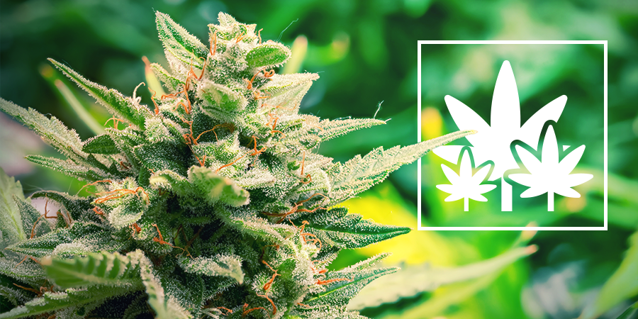 Cómo Cultivar Plantas Madre Cómo Cultivar Plantas Madre