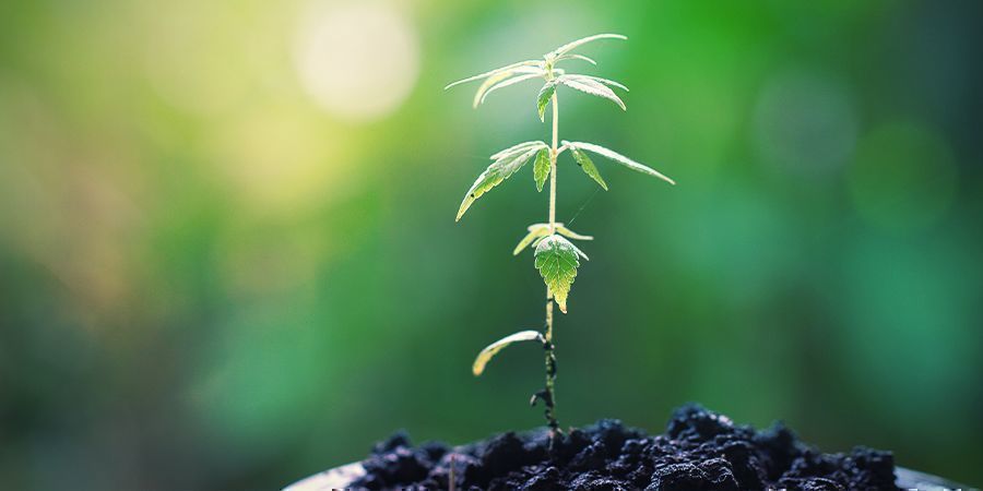 CÓMO CUIDAR DE UNA PLANTA MADRE