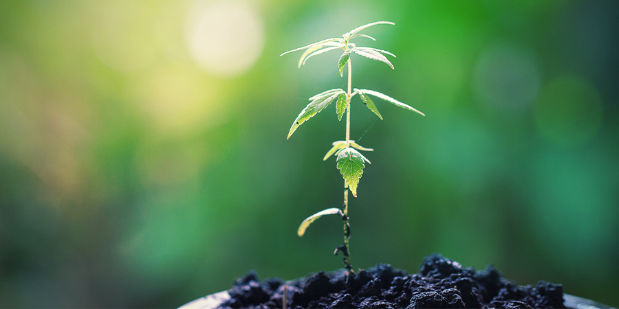 Cómo Cuidar De Una Planta Madre CÓMO CUIDAR DE UNA PLANTA MADRE
