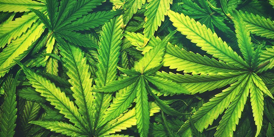 Defoliación Del Cannabis: CUÁNTO ES DEMASIADO