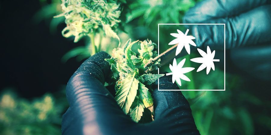 Defoliación Del Cannabis: Todo Lo Que Hay Que Saber