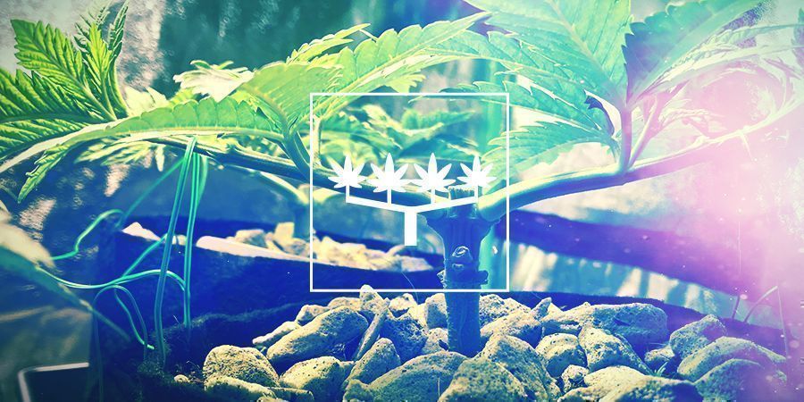 Main-lining Para Cultivar Cannabis: Todo Lo Que Hay Que Saber