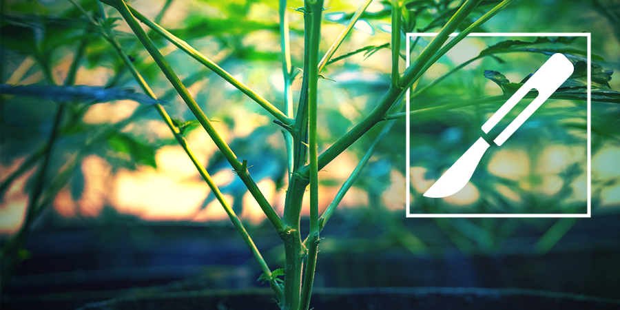 Guía Para El Clivaje De Tallos De Cannabis Guía Para El Clivaje De Tallos De Cannabis
