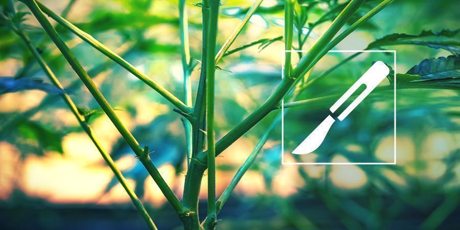 Guía Para El Clivaje De Tallos De Cannabis - Cómo cultivar marihuana
