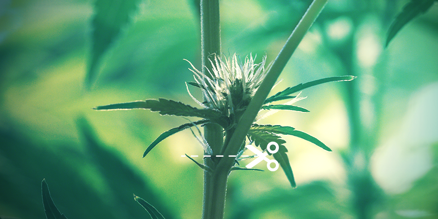 ¿Cómo Se Realiza El Topping? ¿CÓMO SE REALIZA EL TOPPING?
