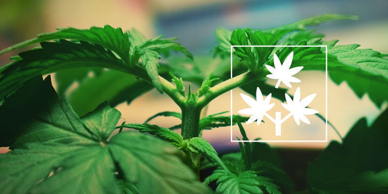 Topping (Poda Apical) Cannabis: Todo Lo Que Hay Que Saber